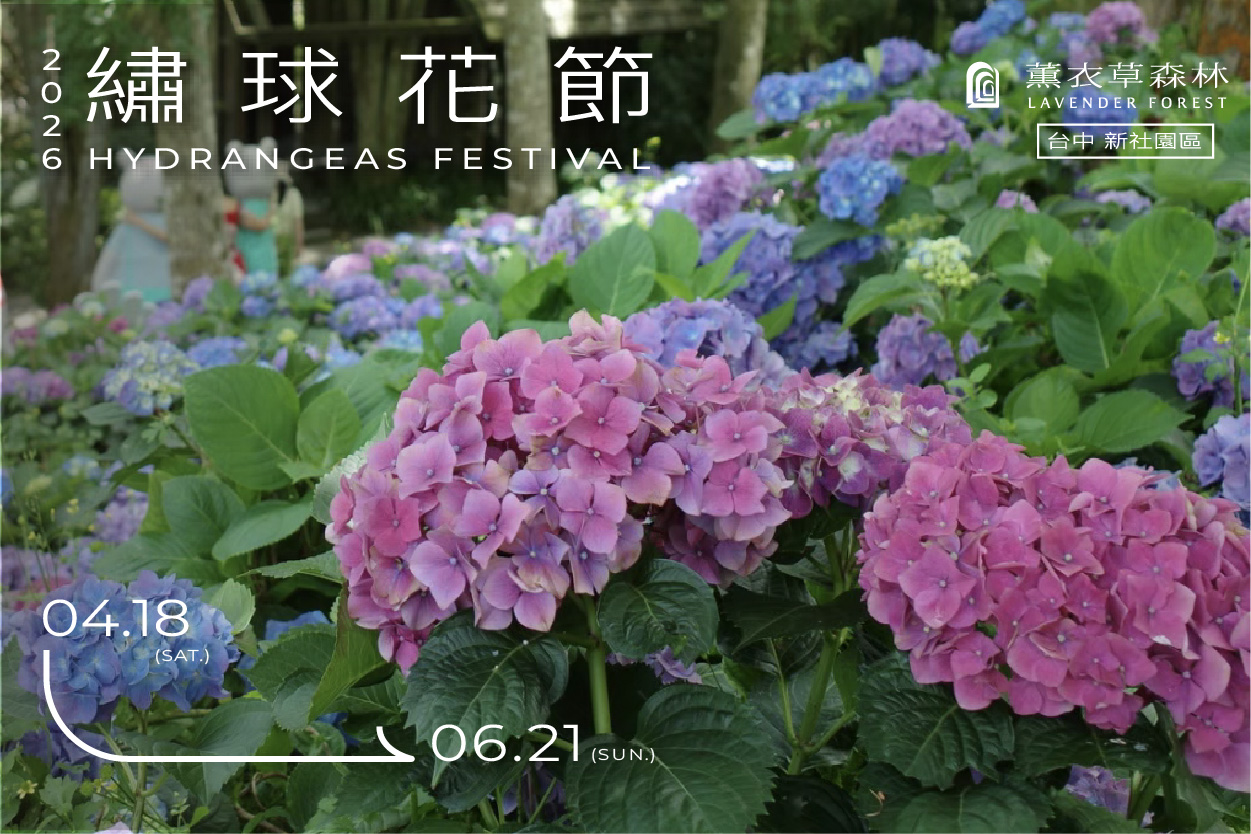 【台中新社園區】2026繡球花開的森林時光