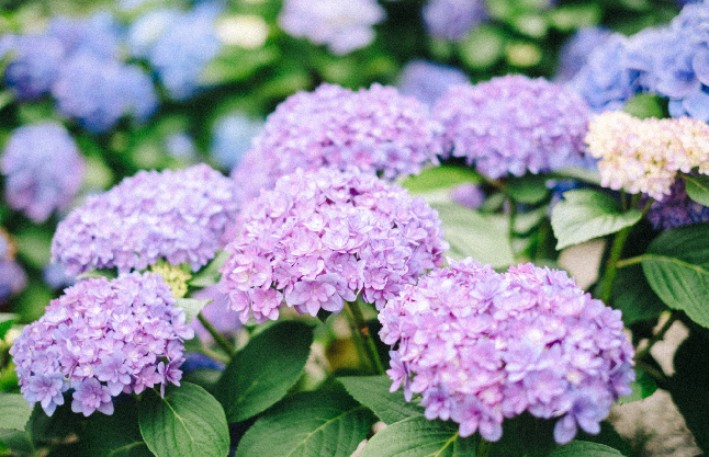 繡球花