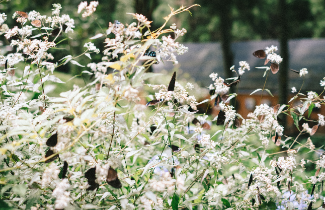 Kusukusu Eupatorium