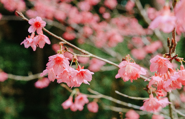 山櫻花