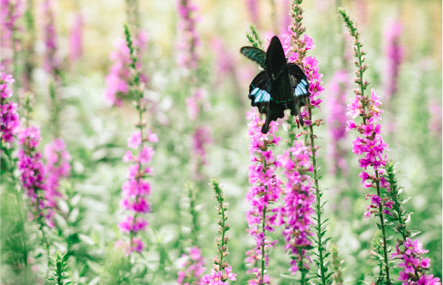 Spiked loosestrife