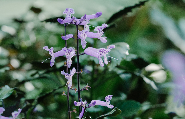 Spur Flower